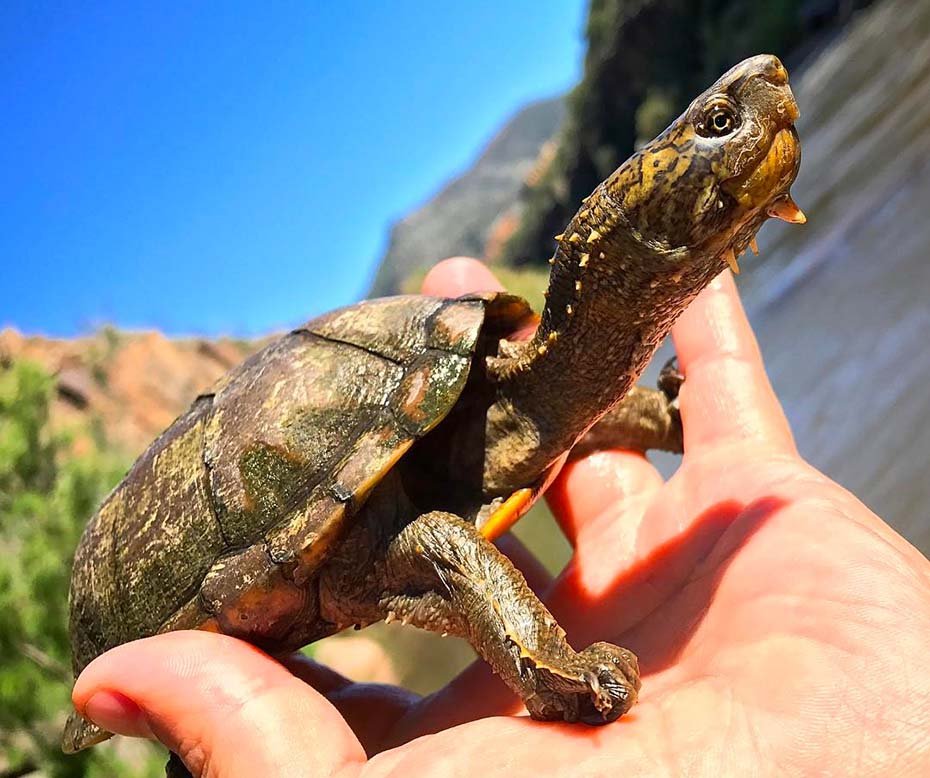 Sonoran Mud Turtle hand held