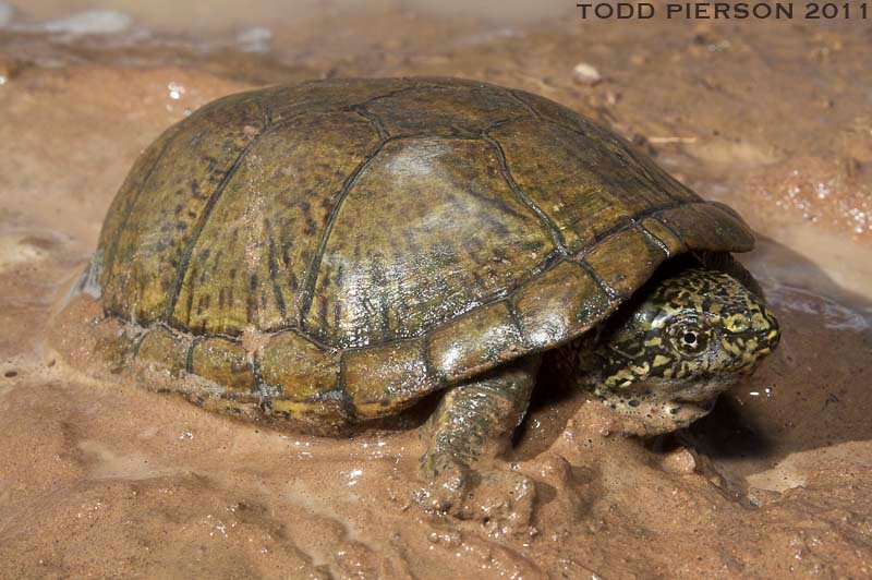 Sonoran Mud Turtle in habitat
