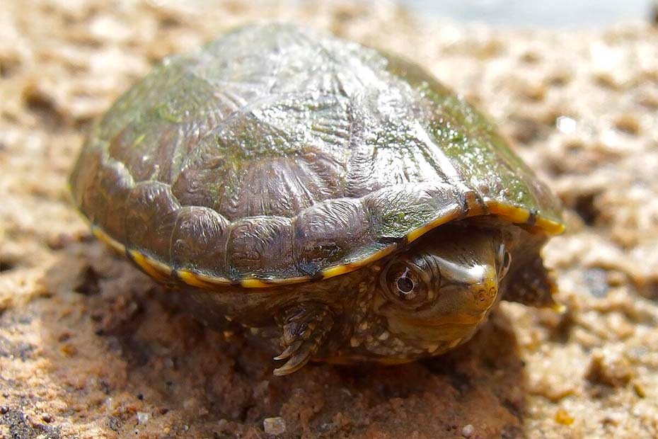Sonoran Mud Turtle in the wild