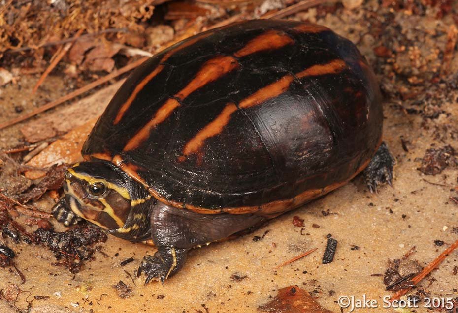 Striped Mud Turtle in habitat