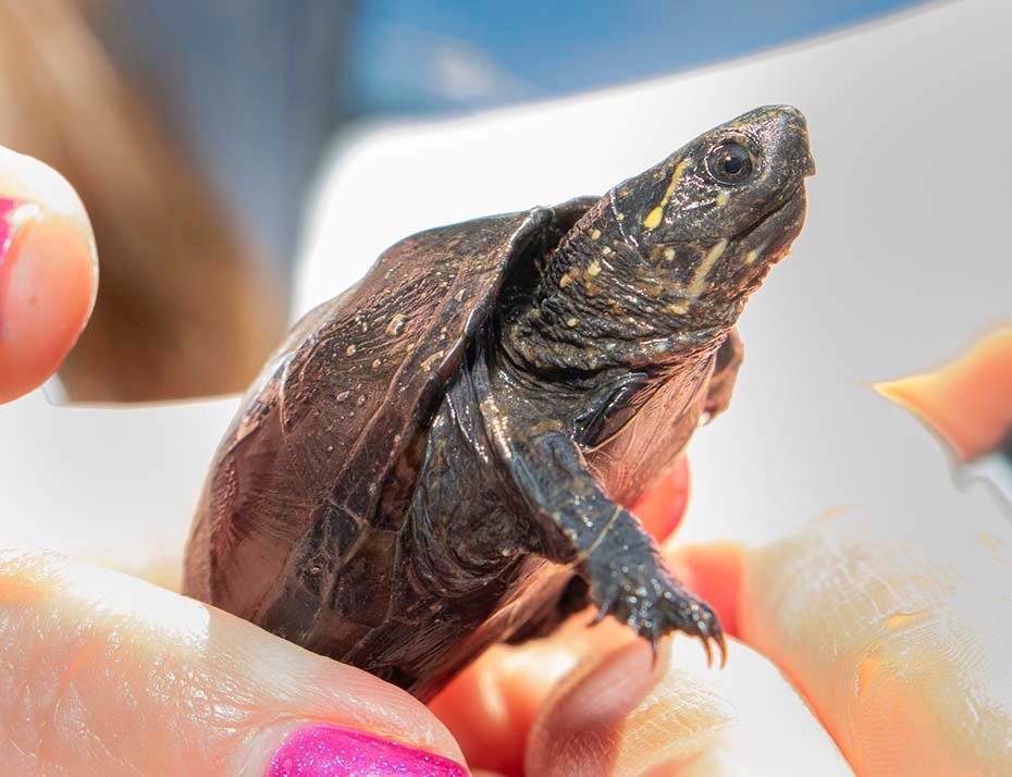 Striped Mud Turtle hand held