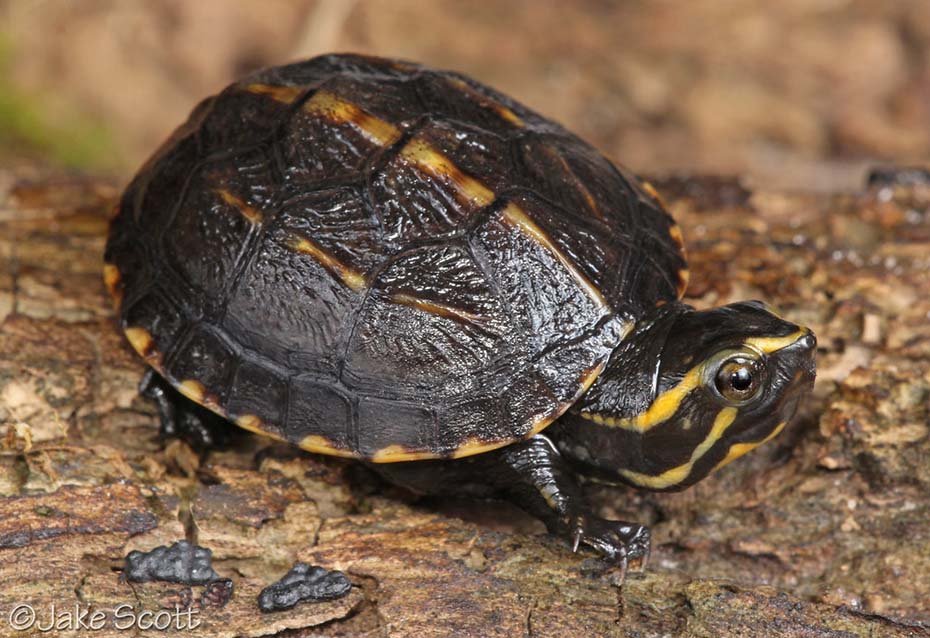 Striped Mud Turtle in the wild