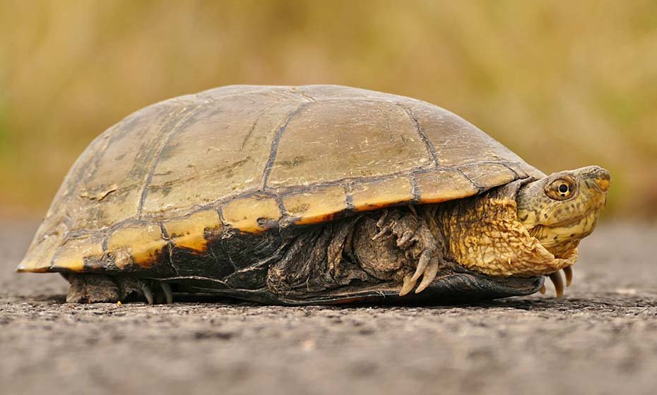 Yellow Mud Turtle in the wild