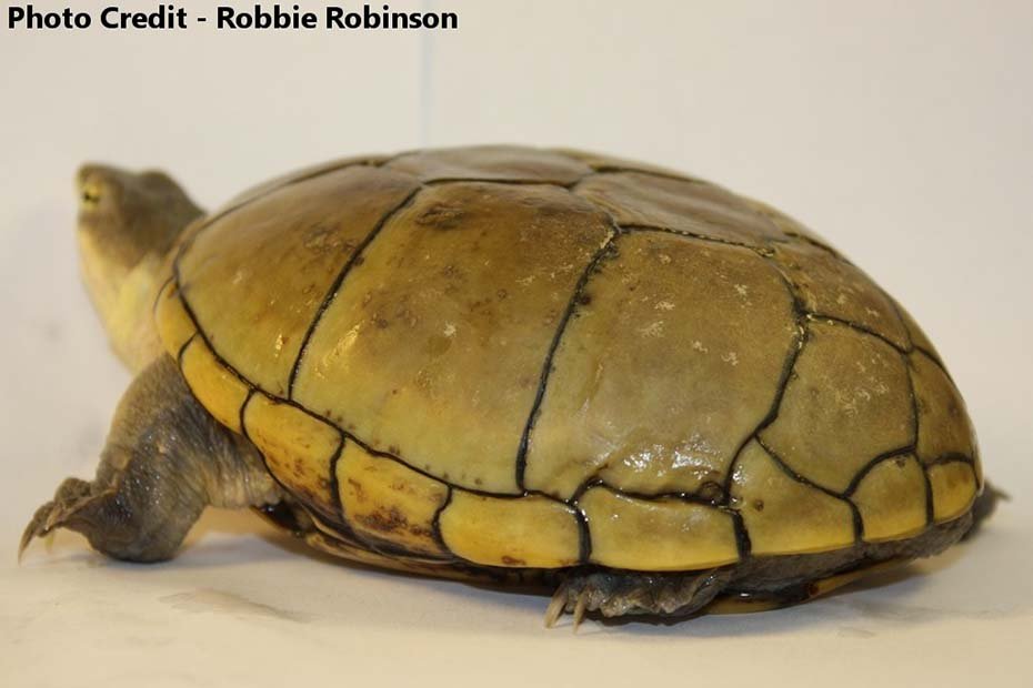Yellow Mud Turtle in habitat