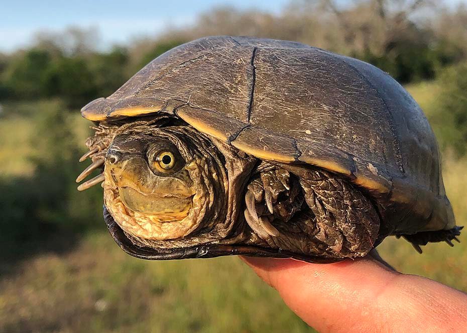 Yellow Mud Turtle hand held