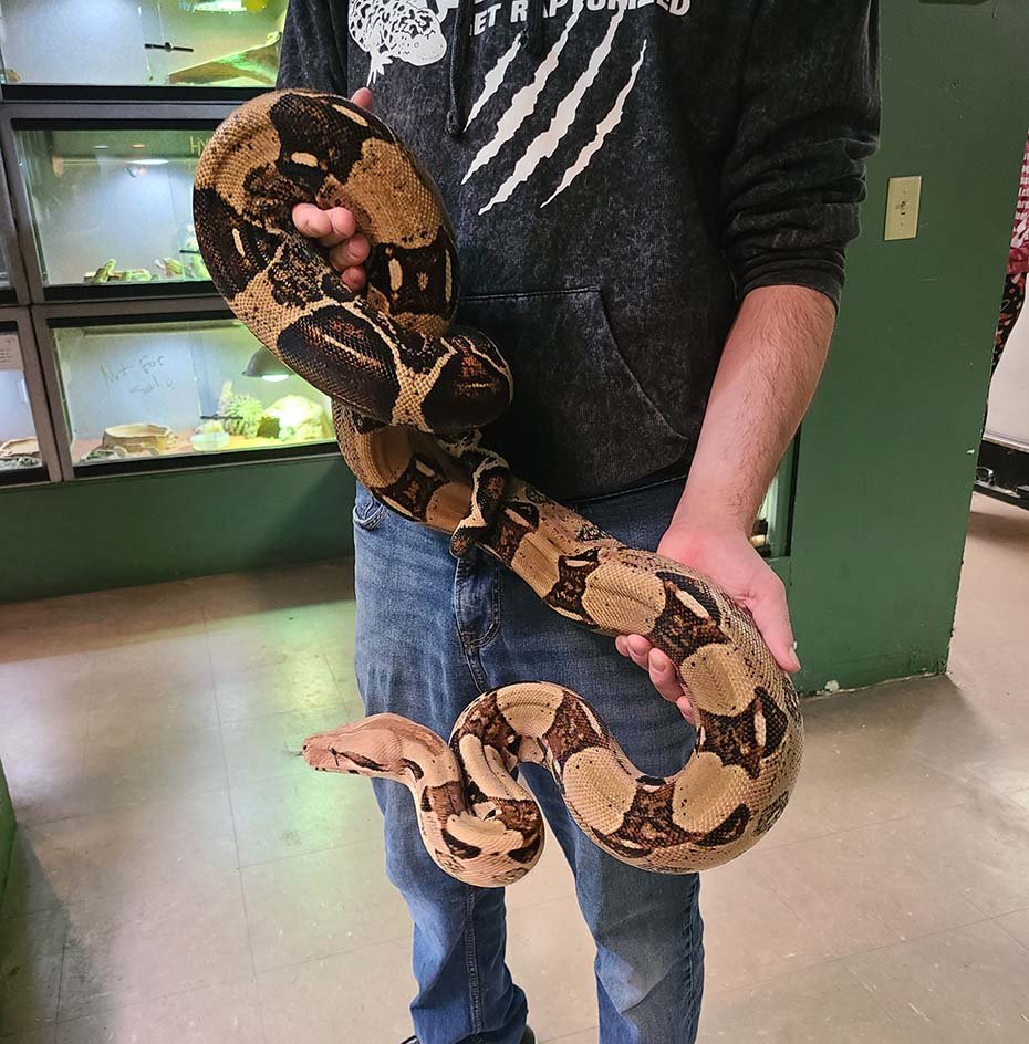 Boa Constrictor with Caretaker