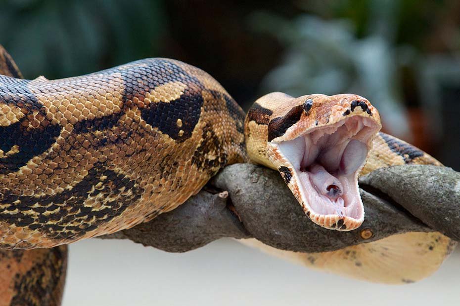 Boa Constrictor in the wild