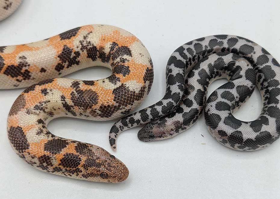 Kenyan Sand Boa in rare color morph