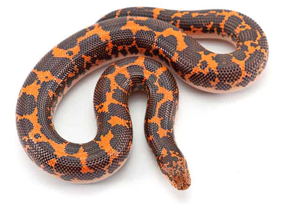 Kenyan Sand Boa Image