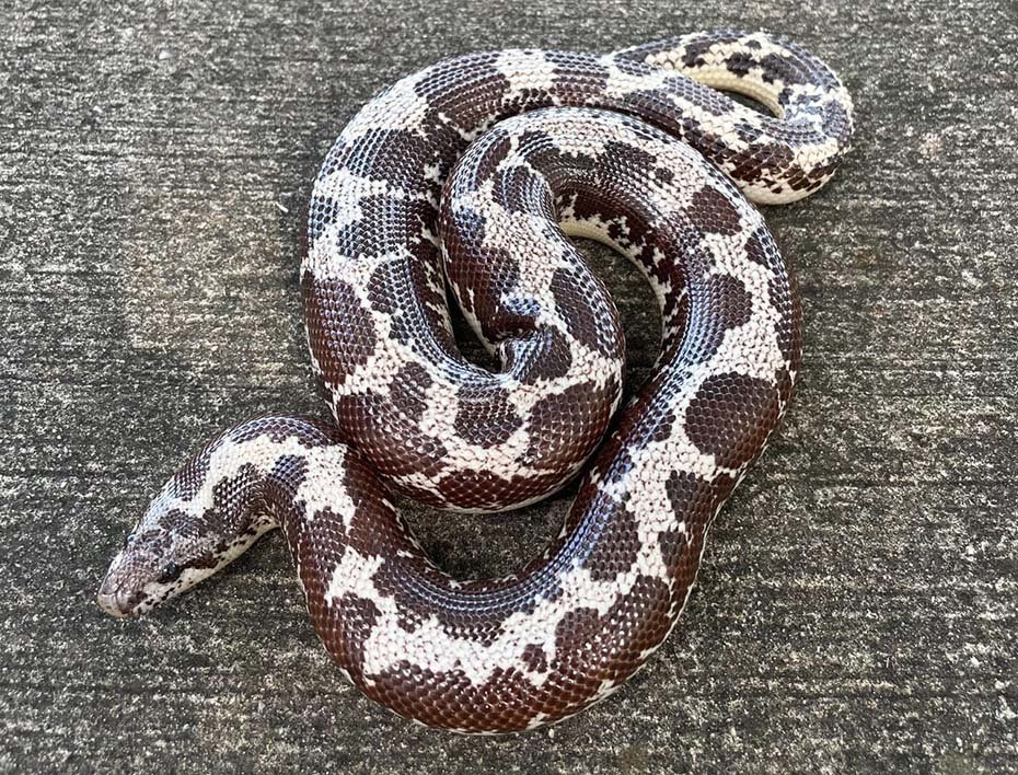 Kenyan Sand Boa in habitat