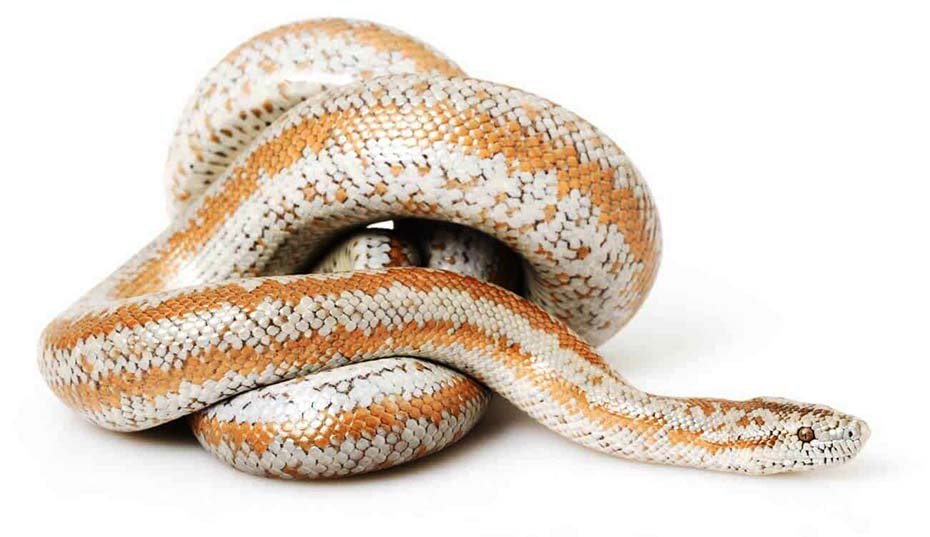 Rosy Boa Snake image