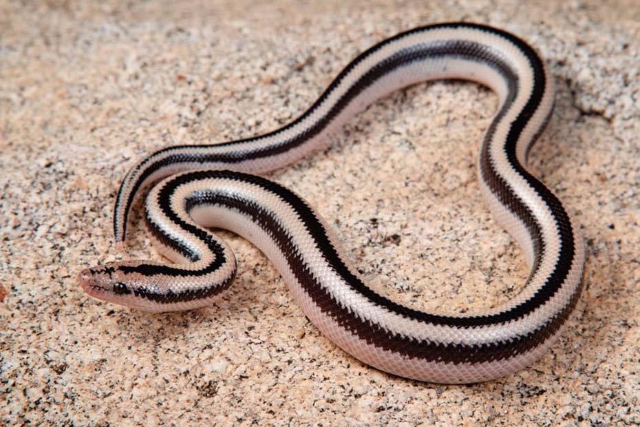 Rosy Boa inside habitat