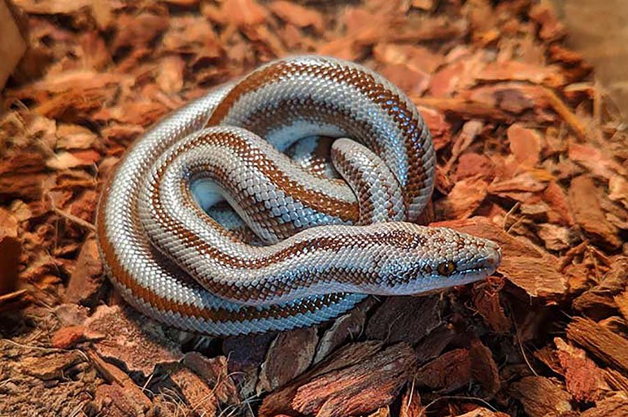 Rosy Boa in Habitat