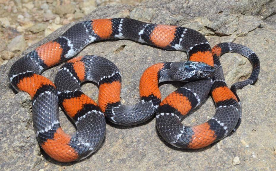 Gray-Banded Kingsnake in habitat
