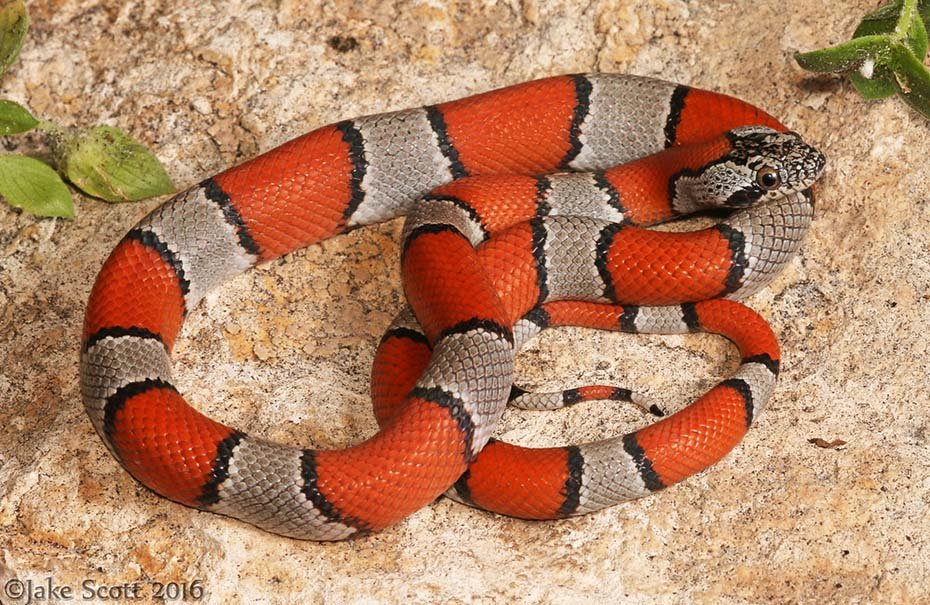 Gray-Banded Kingsnake in wild