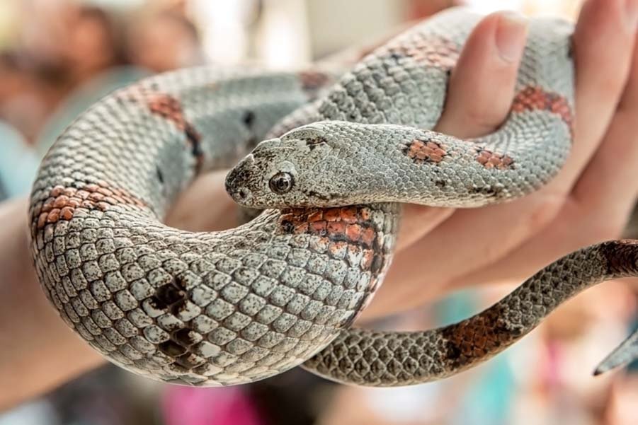 Gray-Banded Kingsnake in rare color morph