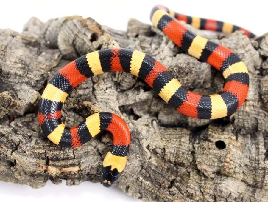 Pueblan Milk Snake in wild