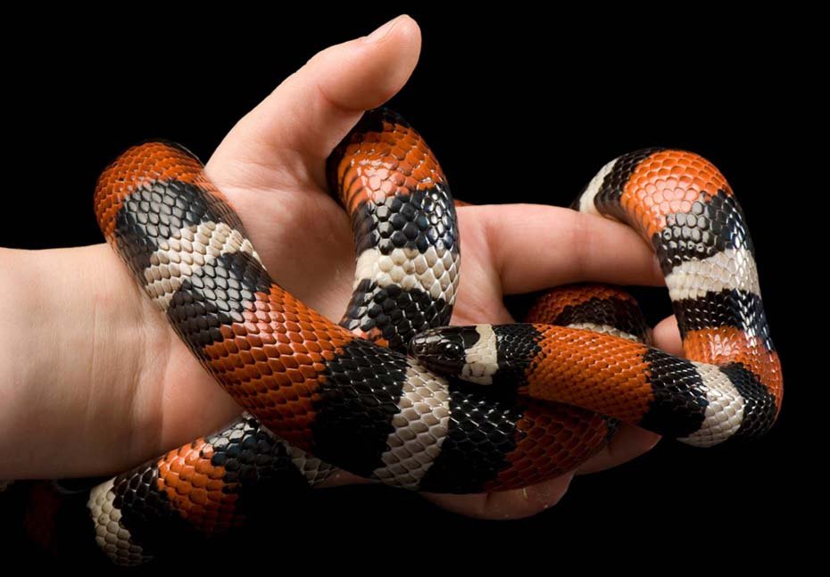 Pueblan Milk Snake in hand