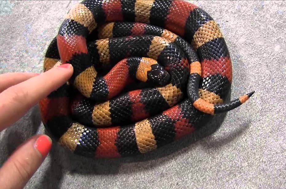 Pueblan Milk Snake in habitat