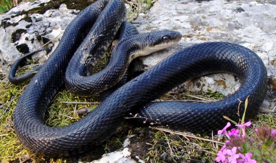 Black Rat Snake in wild