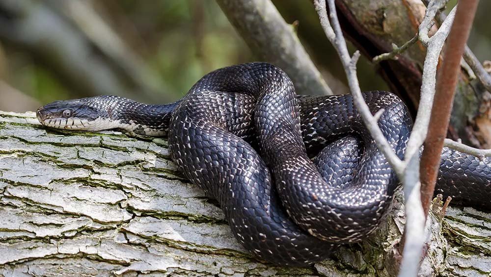 Black Rat Snake in habitat