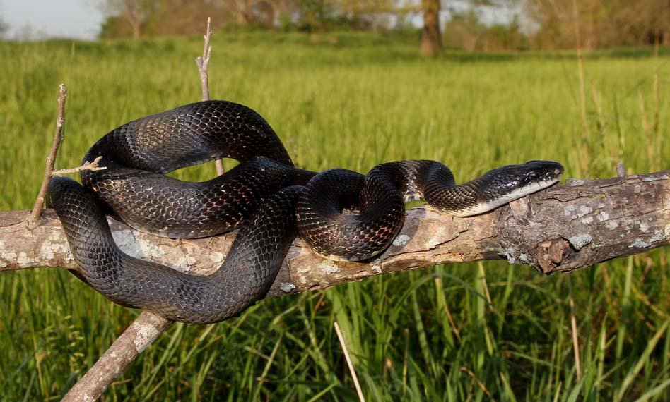 Black Rat Snake resting on a tree