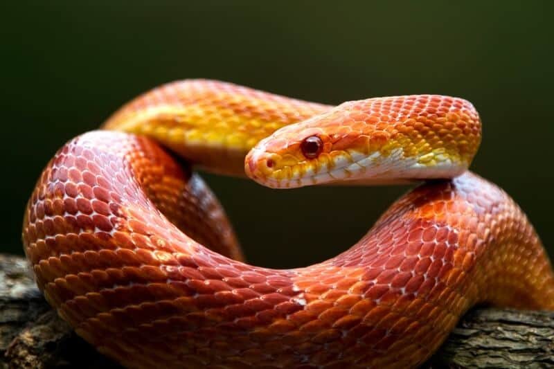 Corn Snake in habitat