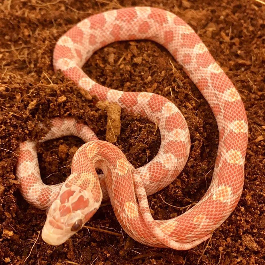 Corn Snake in the wild