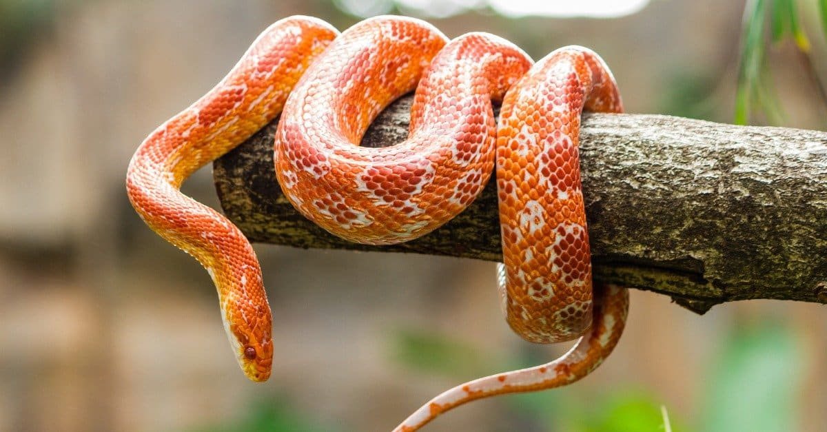 Corn Snake on a tree