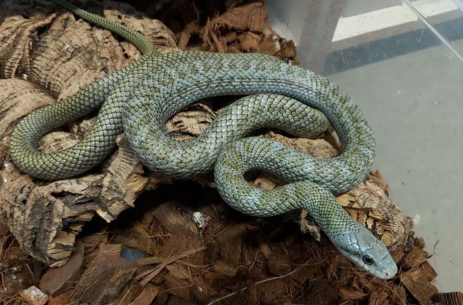 Japanese Rat Snake inside habitat