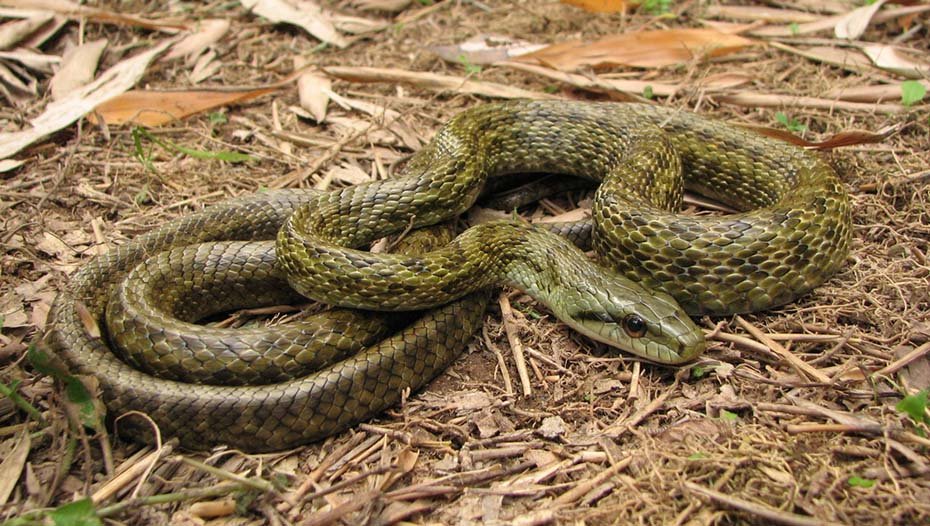 Japanese Rat Snake in wild