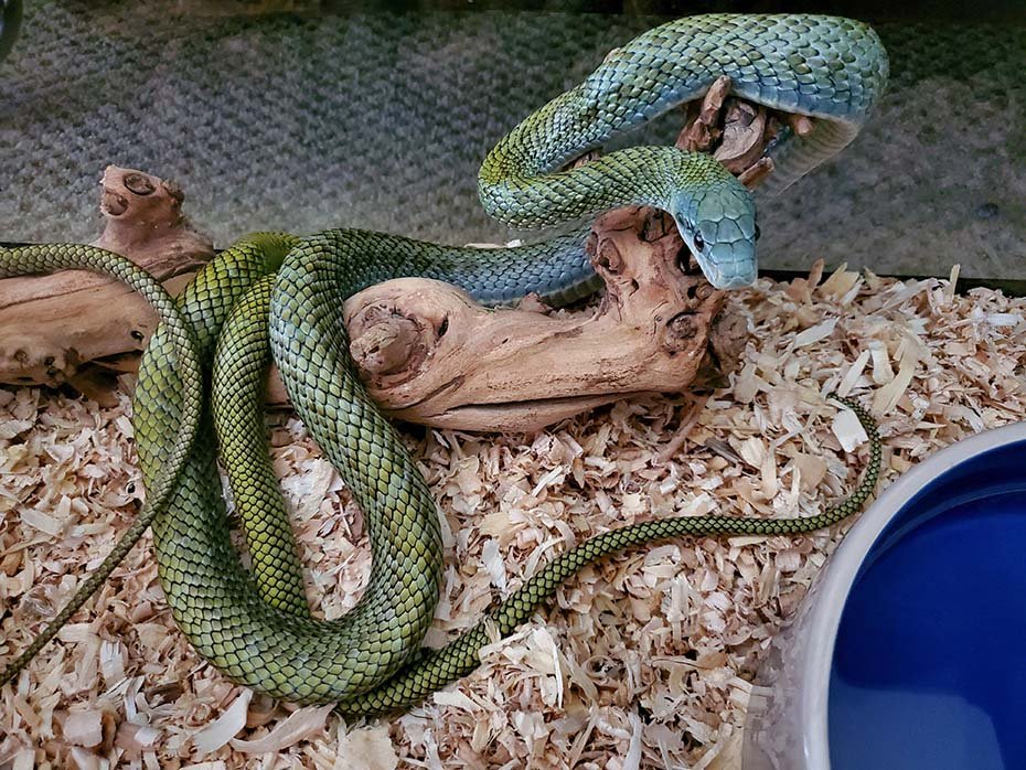 Japanese Rat Snake in habitat