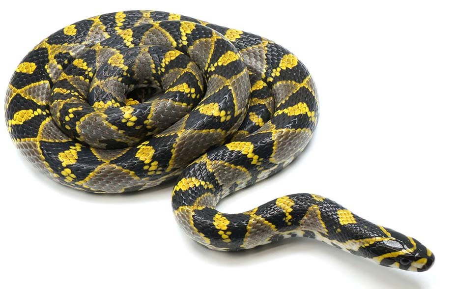 Mandarin Rat Snake moving