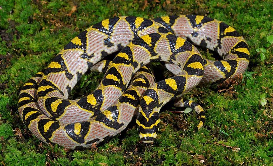 Mandarin Rat Snake in the wild