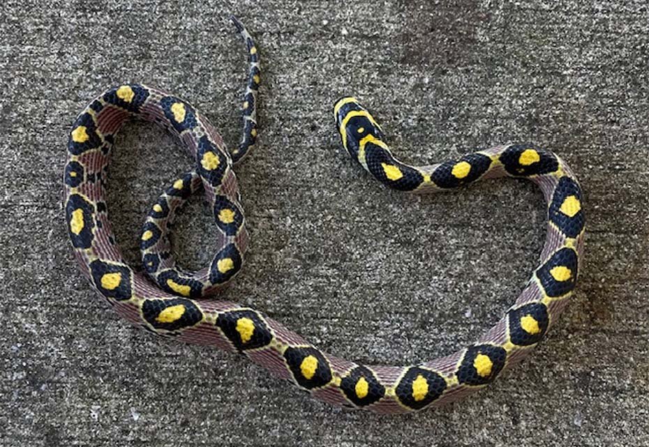 Mandarin Rat Snake in habitat