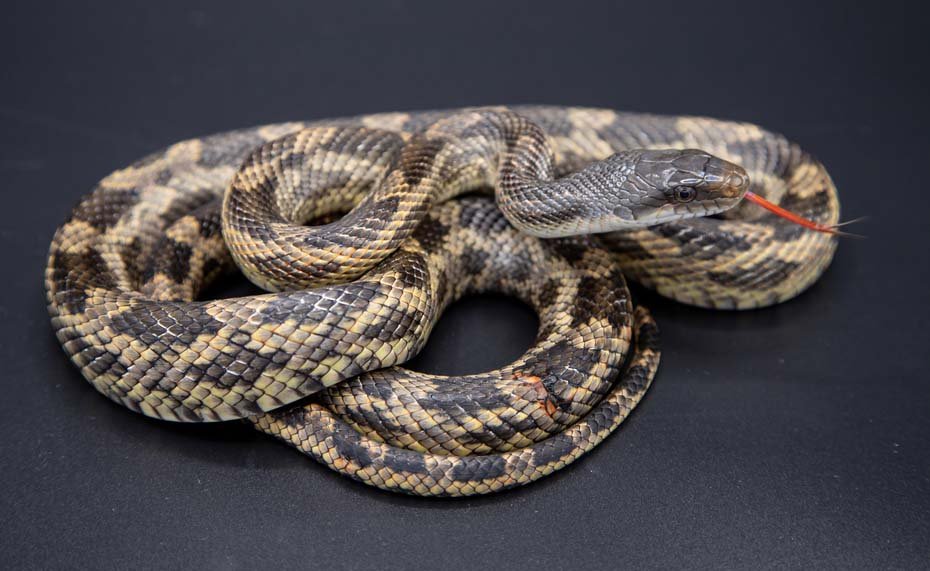 Texas Rat Snake in Habitat