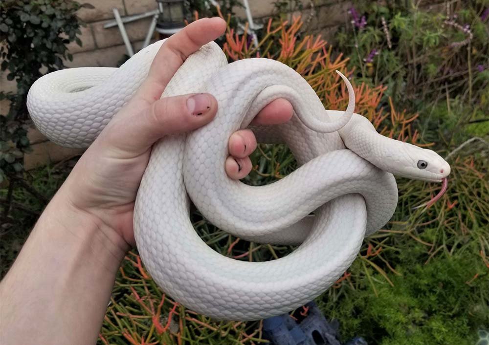 Albino Texas Rat Snake in hand