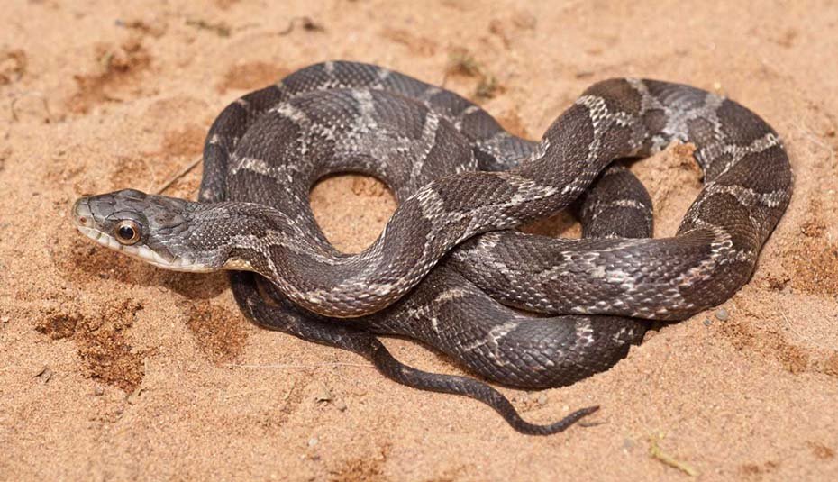 Texas Rat Snake in wild