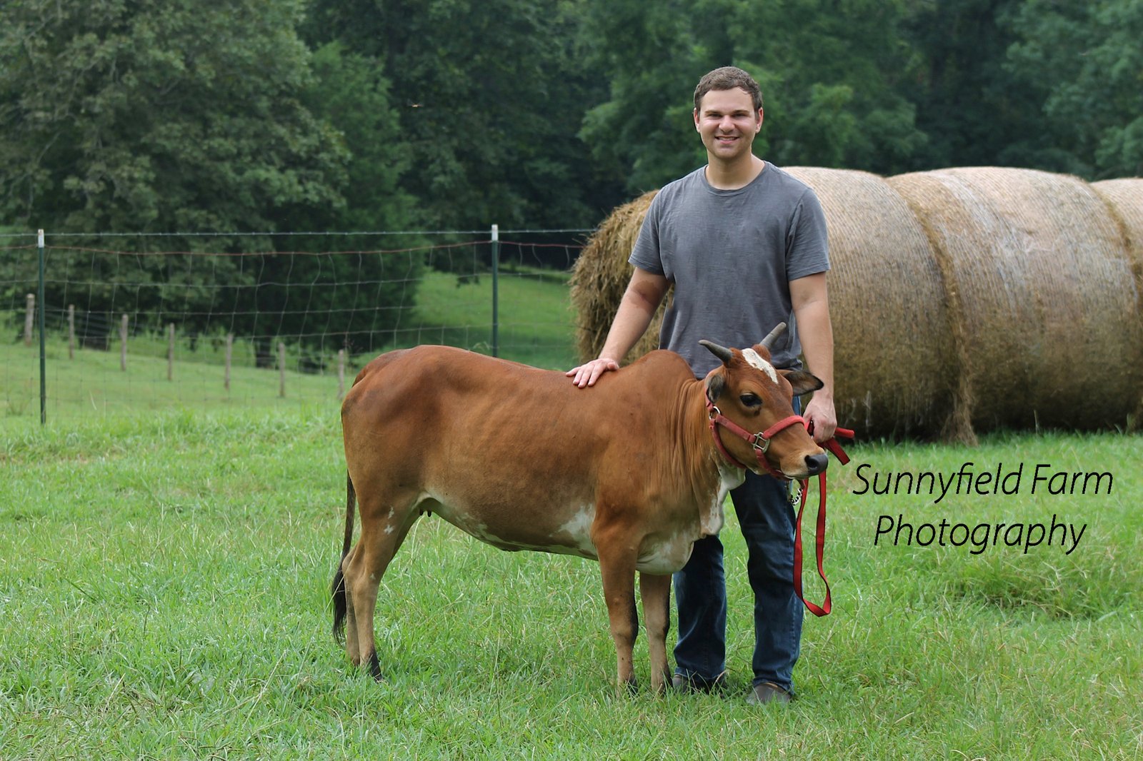 Miniature Zebu cattle photo