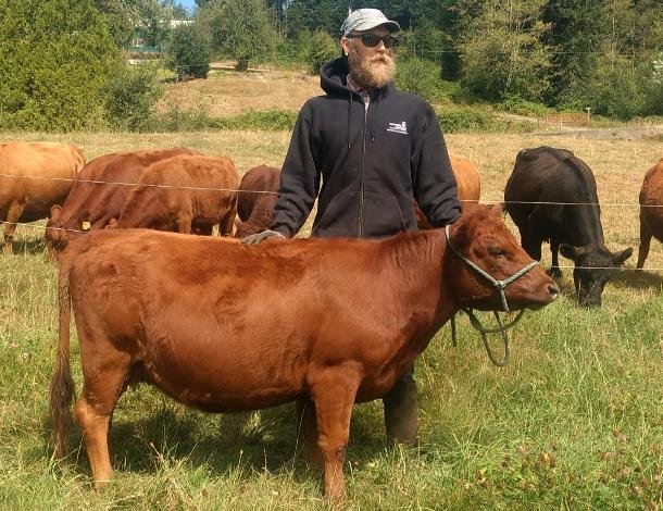 Dexter Cattle Cow Photo