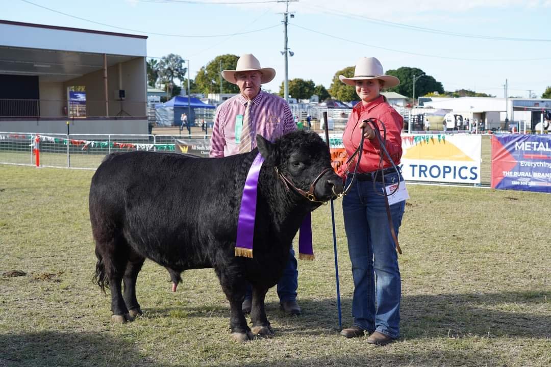 Lowline Angus cow photo