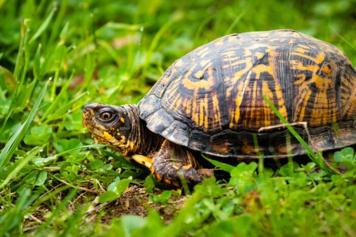 Eastern Box turtle photo