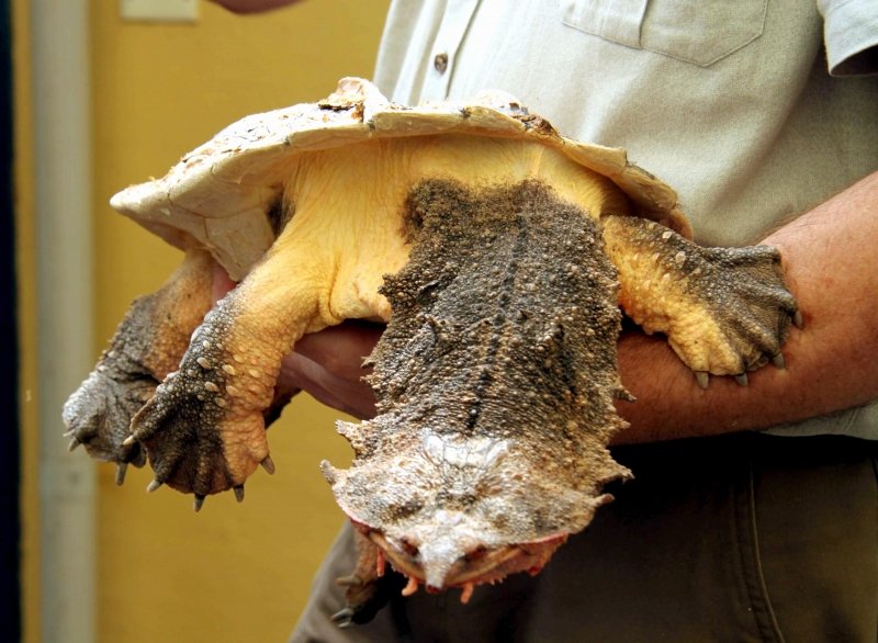 Pet Mata Mata Turtle Photo