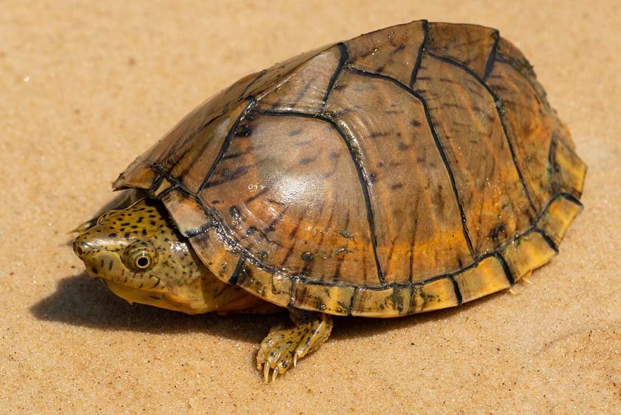 Razor-Backed Musk Turtle in the wild