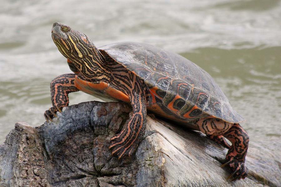 Big Bend Slider Turtle resting in wild