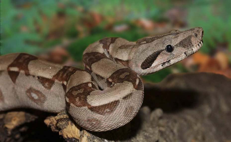 Boa Constrictor inside habitat