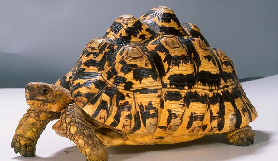 Leopard Tortoise Photo 2