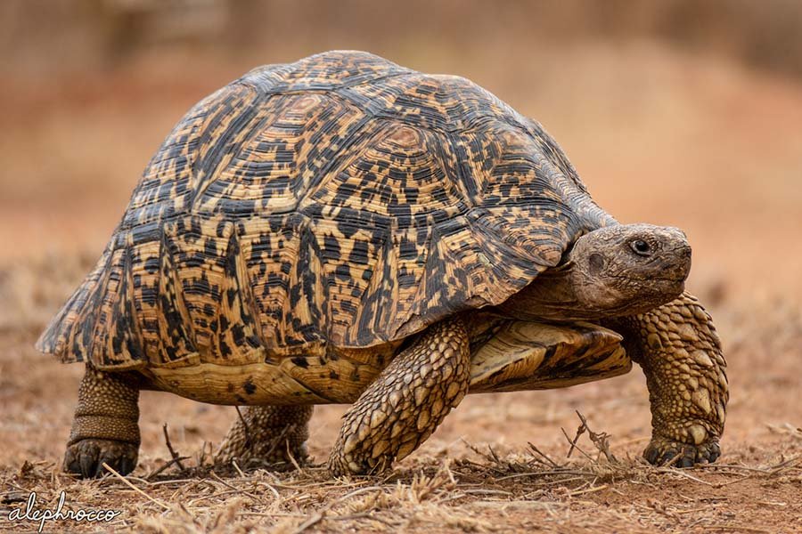 Leopard Tortoise Photo 3