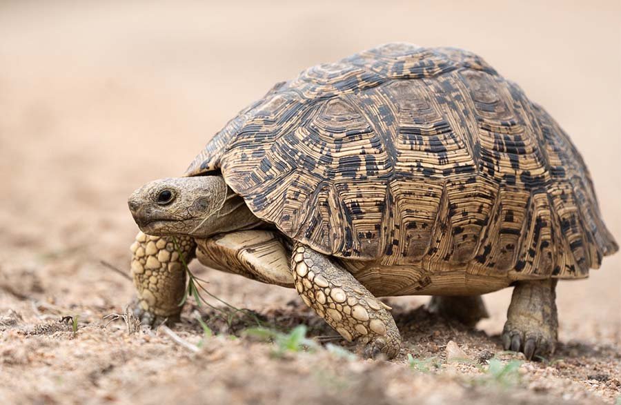 Leopard Tortoise Photo 1