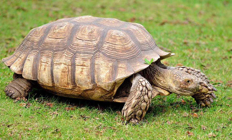 African Spurred Tortoise Photo 1